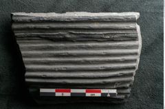 Foto (Detailansicht) von Sigillaria elongata Brongniart (NHMW-GEO-2024-0188-11069)